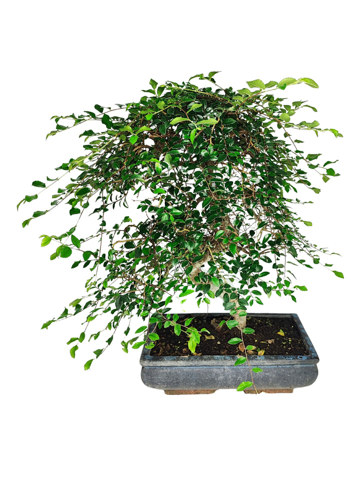 L'immagine raffigura un maestoso bonsai di Zelkova, una pianta che emana un senso di equilibrio e serenità. La chioma è particolarmente folta, con rami ricoperti da una moltitudine di piccole foglie verdi che si dispongono in modo uniforme e armonioso. Le foglie si estendono verso il basso, creando un effetto cascata che accentua la grazia naturale della pianta. Il bonsai è piantato in un vaso rettangolare di colore scuro, che contrasta piacevolmente con il verde brillante delle foglie, mettendo in risalto 