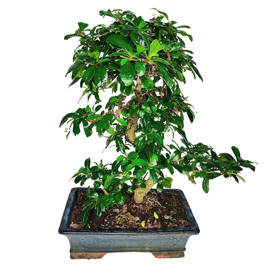 Bonsai di Carmona Microphylla con foglie lucide e compatte, coltivato in vaso ceramico rettangolare blu, pianta ornamentale ideale per arredare spazi interni con eleganza naturale.