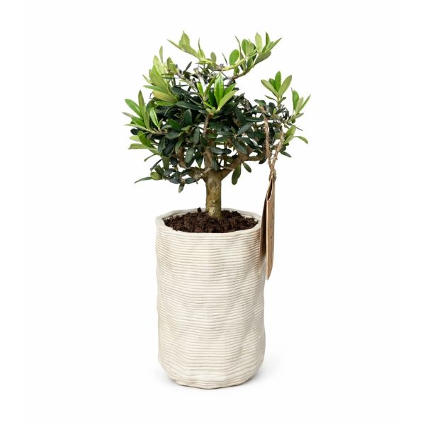 Bonsai di olivo in vaso di ceramica chiaro su sfondo bianco, pianta da interno mediterranea ideale come complemento d’arredo elegante.