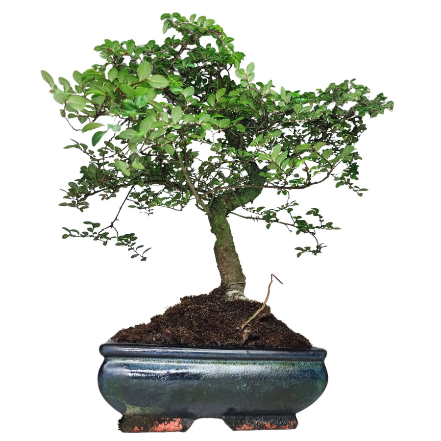 Bonsai di Zelkova in vaso smaltato blu scuro, con chioma folta e struttura ramificata elegante, ideale per arredamento green e decorazioni naturali degli interni.