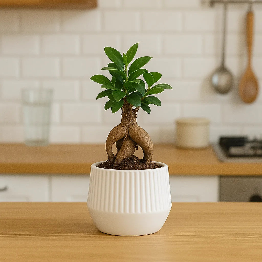 Bonsai di Ficus Ginseng in vaso tondo in ceramica bianca lucida rigata, collocato su un piano cucina in legno con sfondo moderno e dettagli in ceramica.