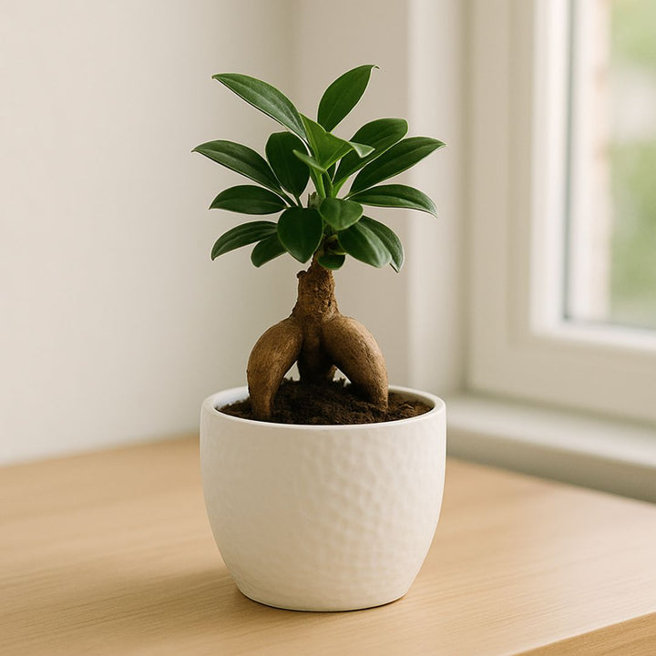 Bonsai di Ficus Ginseng in vaso tondo Boston in ceramica bianca opaca, posizionato su un tavolo vicino a una finestra in ambiente luminoso.