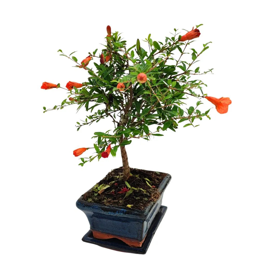 Bonsai di melograno nana di 7 anni con fiori arancioni, coltivato in vaso blu smaltato – Collezione Premium

