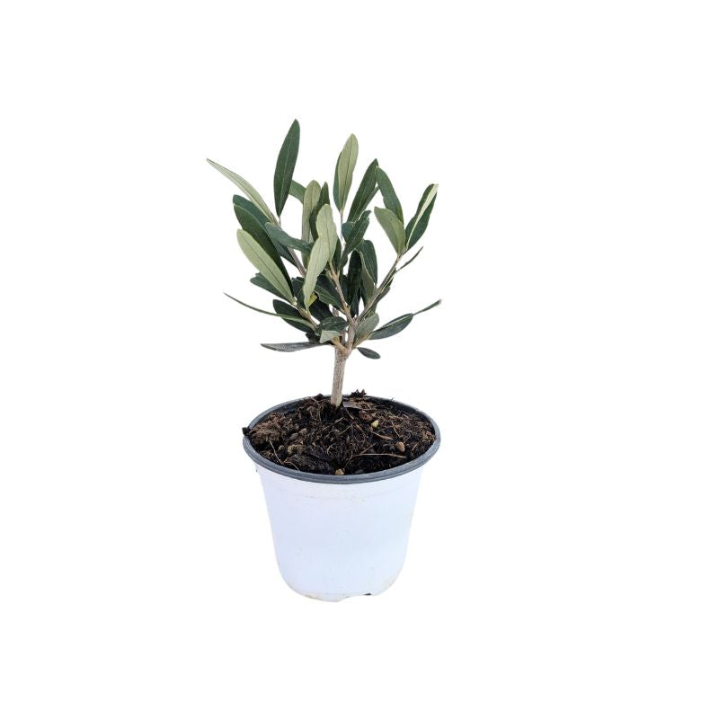 immagine mostra un ini bonsai olivo in un vaso di plastrica banco 