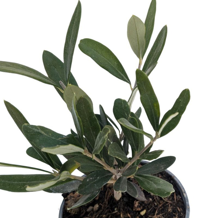 dettaglio delle fogle del mini bonsai olivo 