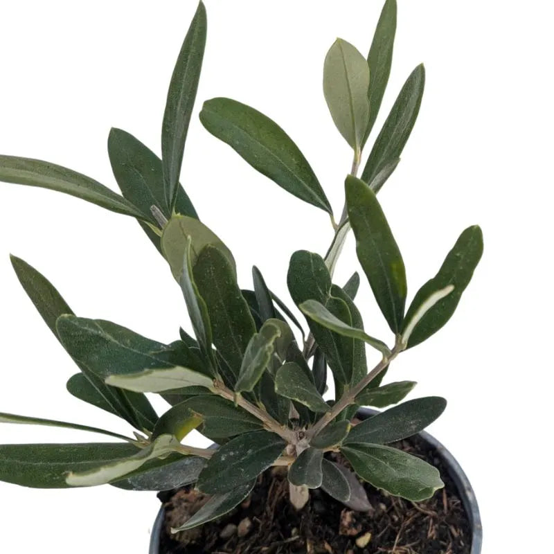 dettaglio delle fogle del mini bonsai olivo 