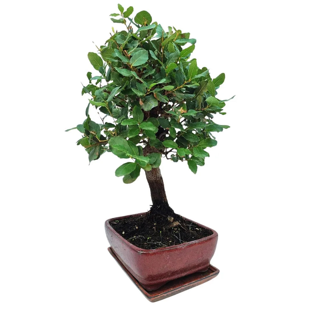 Bonsai Quercus suber da 10 anni visto in prospettiva, vaso rosso smaltato e chioma armoniosa


