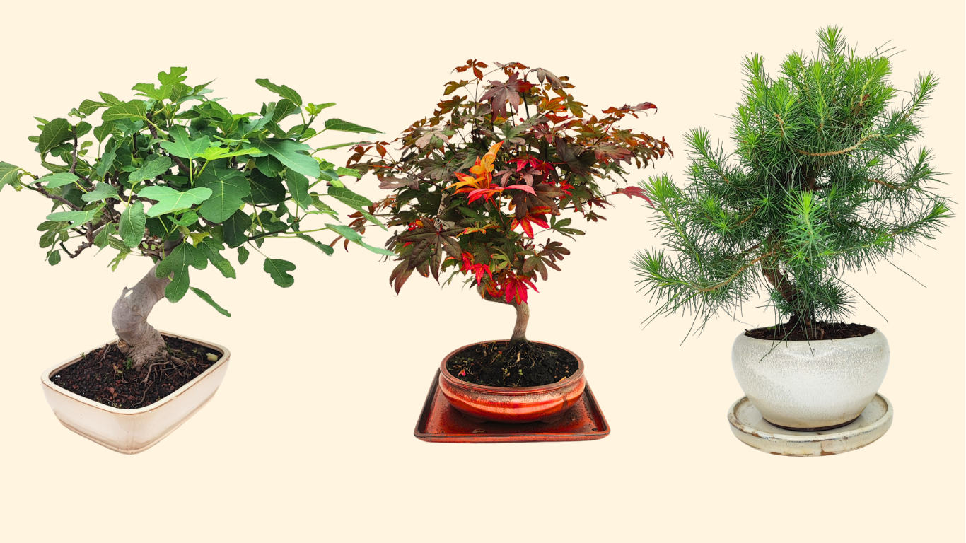 Immagine mostra 3 bonsai di Fico, Acero Rosso e Pinus in eleganti vasi in ceramica tipici Bonsai .  
