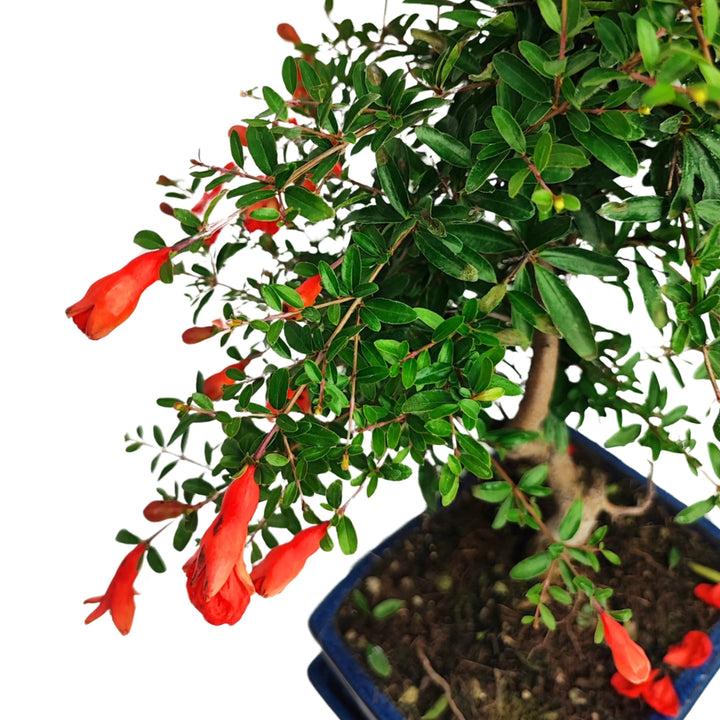 Ramo con fiori rossi di Punica granatum nana, bonsai da interno decorativo con foglie lucide e fitte