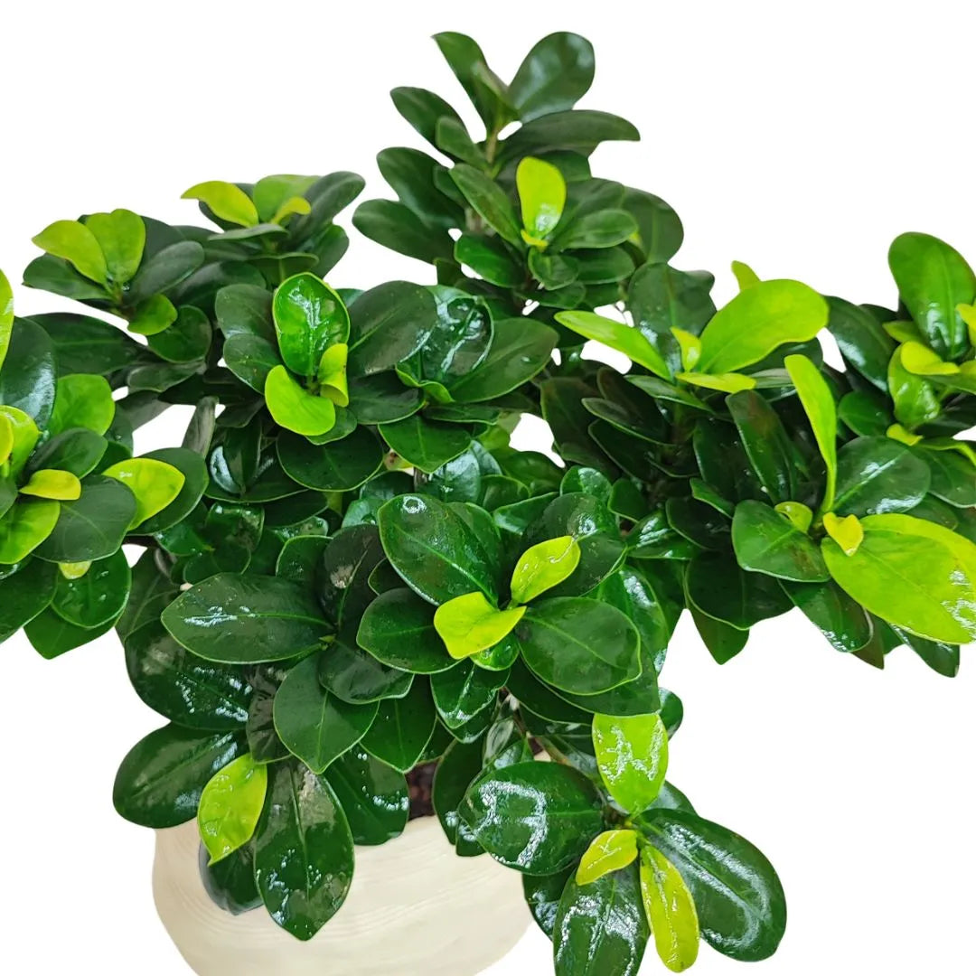 Bonsai ficus ginseng in vaso artigianale Athena XL in argilla