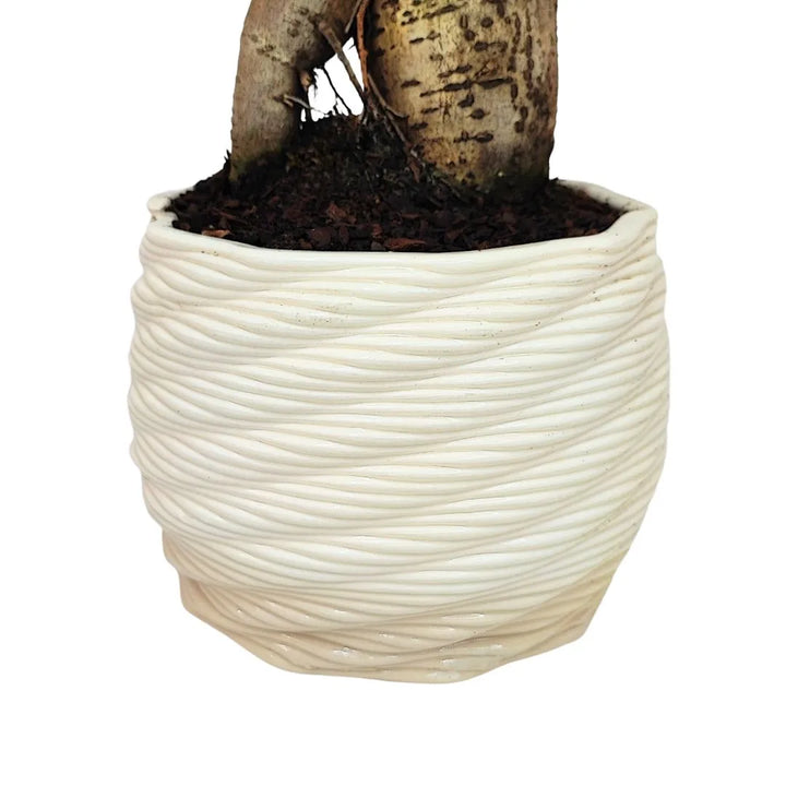 Bonsai ficus ginseng in vaso artigianale Carina D.14 cm in argilla