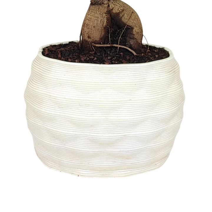 Bonsai ficus ginseng in vaso artigianale Athena XL in argilla