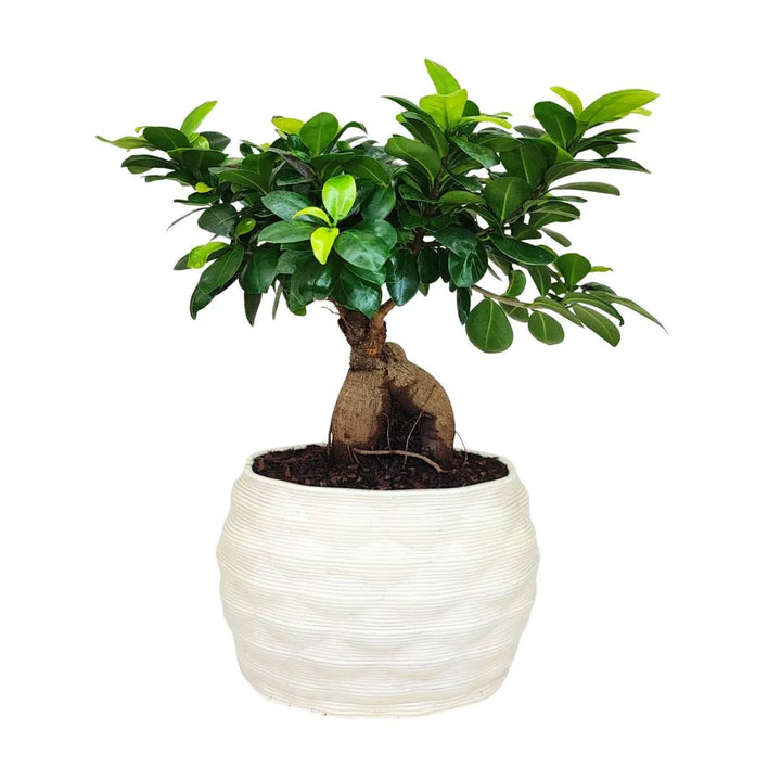 Bonsai ficus ginseng in vaso artigianale Athena XL in argilla