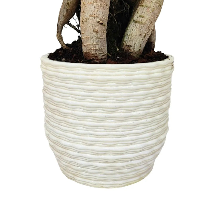 Bonsai ficus ginseng in vaso artigianale Firenze in argilla