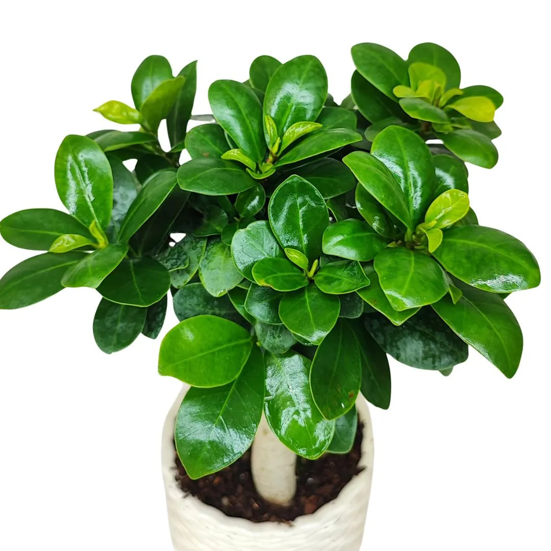 Bonsai ficus ginseng in vaso artigianale Firenze in argilla