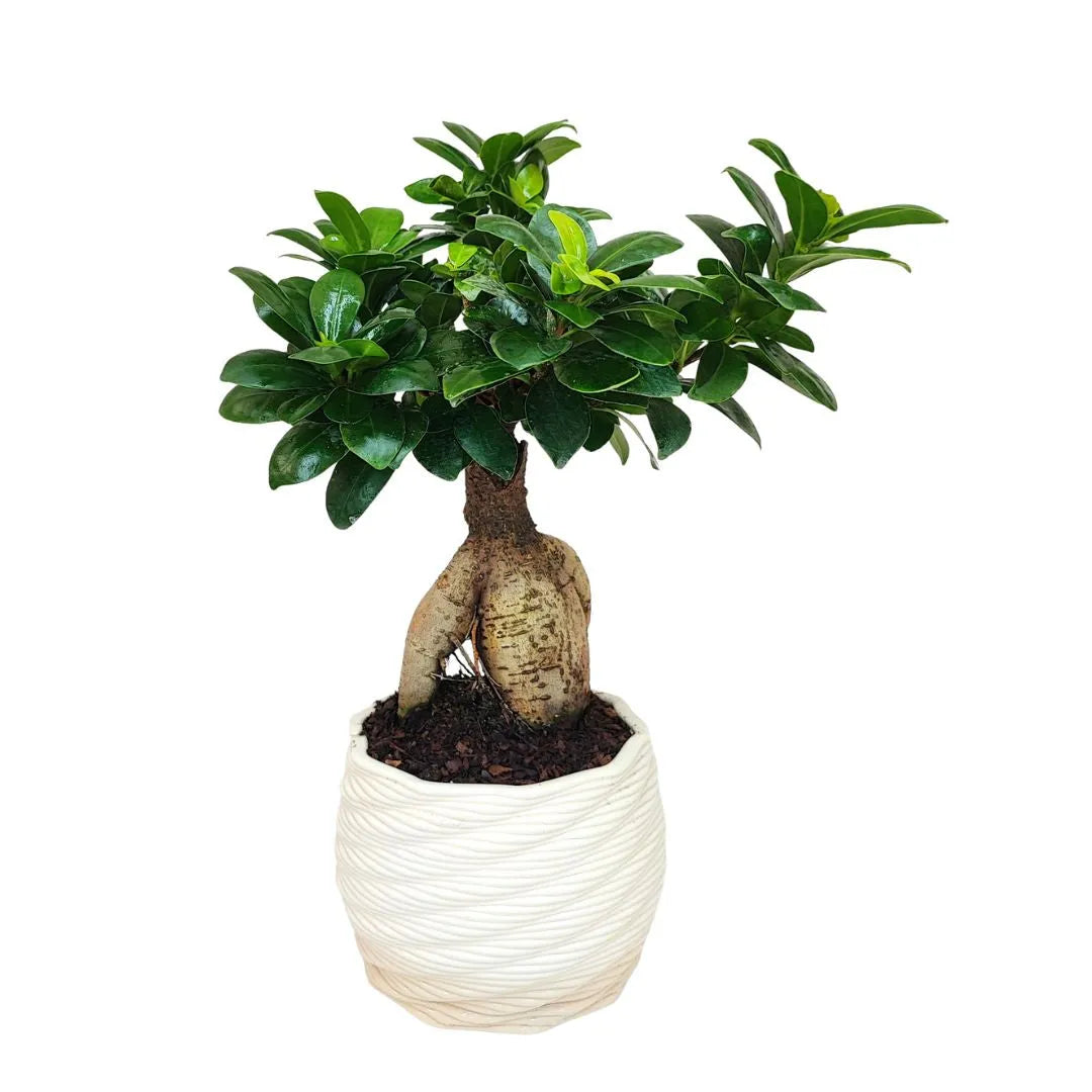 Bonsai ficus ginseng in vaso artigianale Carina D.14 cm in argilla