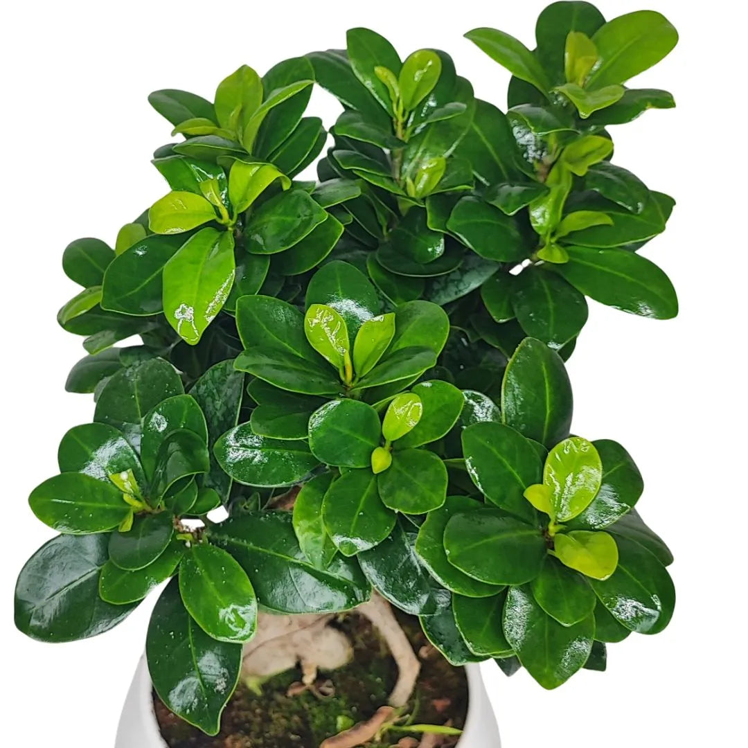 Bonsai Ficus Ginseng Vaso di Ceramica Puglia Altezza Pianta 40 cm