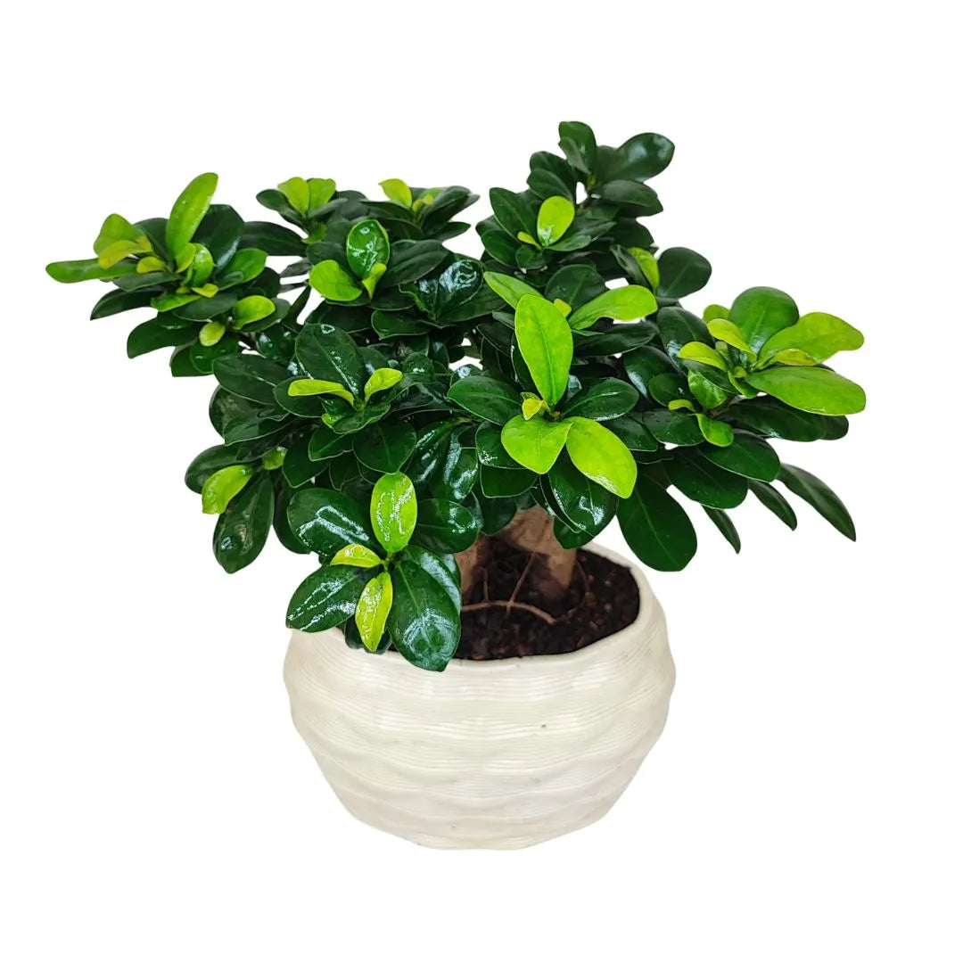 Bonsai ficus ginseng in vaso artigianale Athena XL in argilla