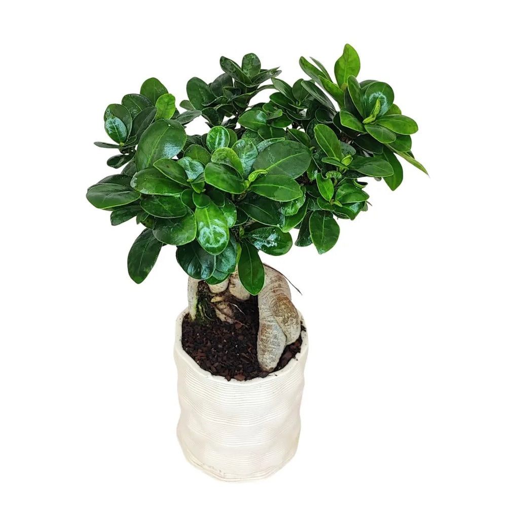 i Giardini di Giulia 