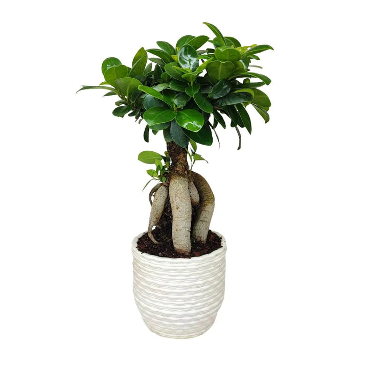 Bonsai ficus ginseng in vaso artigianale Firenze in argilla
