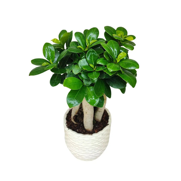 Bonsai ficus ginseng in vaso artigianale Firenze in argilla