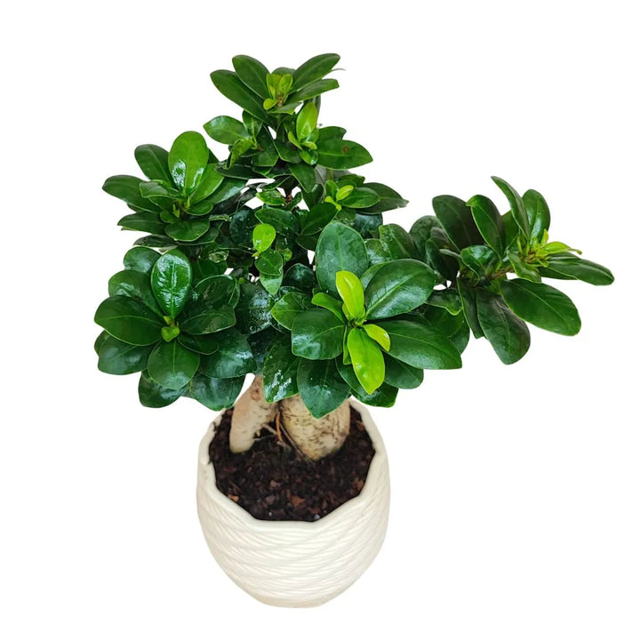 Bonsai ficus ginseng in vaso artigianale Carina D.14 cm in argilla