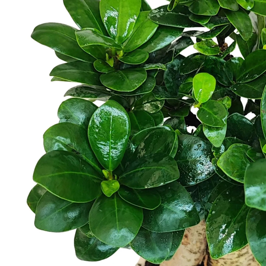 Bonsai ficus ginseng in vaso artigianale Carina D.14 cm in argilla