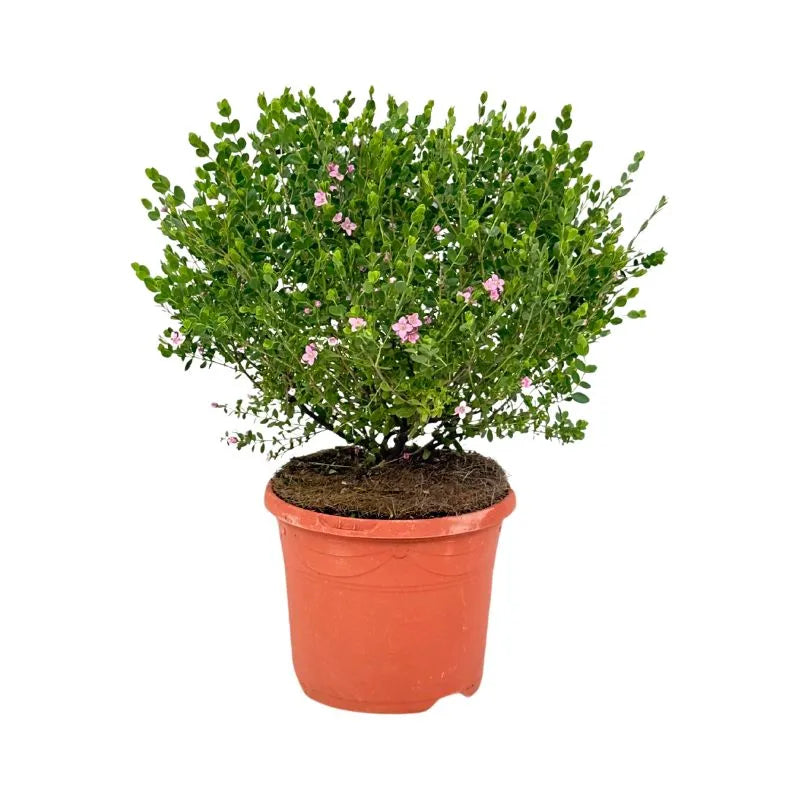 immagine mostra una pinta a cespuglio con piccoli fiori rosa 