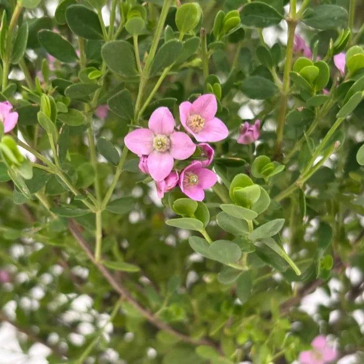 dettaglio sui piccoli fiori rosa della painta 