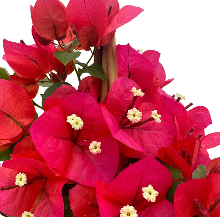 fiori Bouganvillea con fiori a grappolo dal colore rosa inteso 