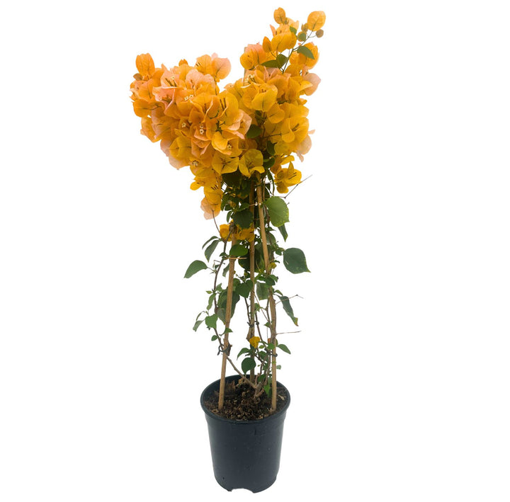 Pianta di Bouganvillea con fiori a grappolo dal colore Arancio e foglie verdi .