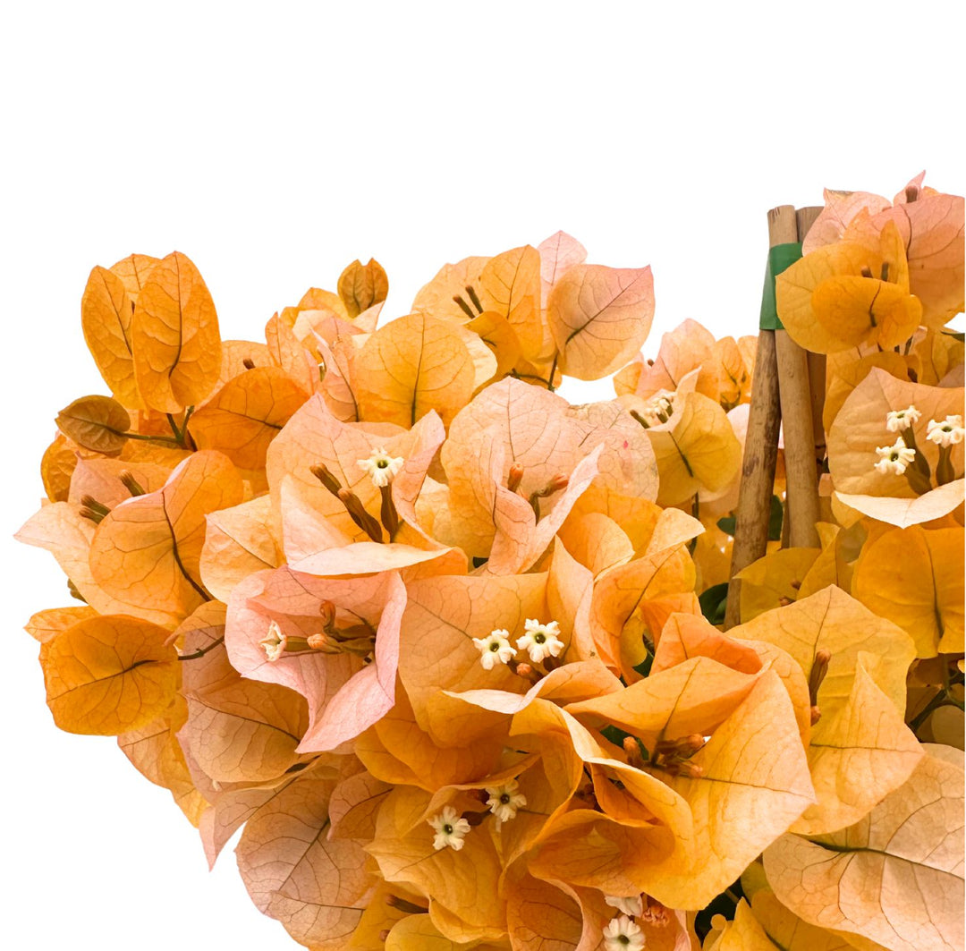 Fiori di  Bouganvillea con fiori a grappolo dal colore Arancio tenue  e foglie verdi .