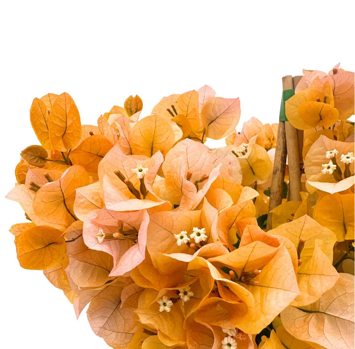 Fiori di  Bouganvillea con fiori a grappolo dal colore Arancio tenue  e foglie verdi .