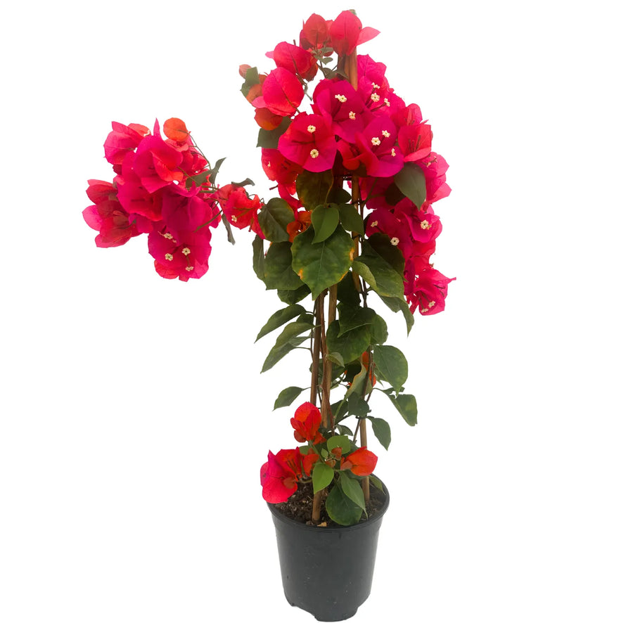 Pianta di Bouganvillea con fiori a grappolo dal colore rosa inteso e foglie verdi .