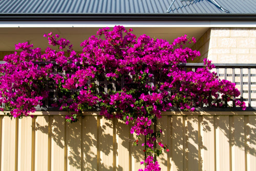 Bouganvillea Californiana 70 cm | Fioritura Multicolore - i Giardini di Giulia  