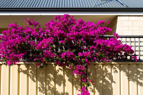 Bouganvillea Californiana 70 cm | Fioritura Multicolore - i Giardini di Giulia  