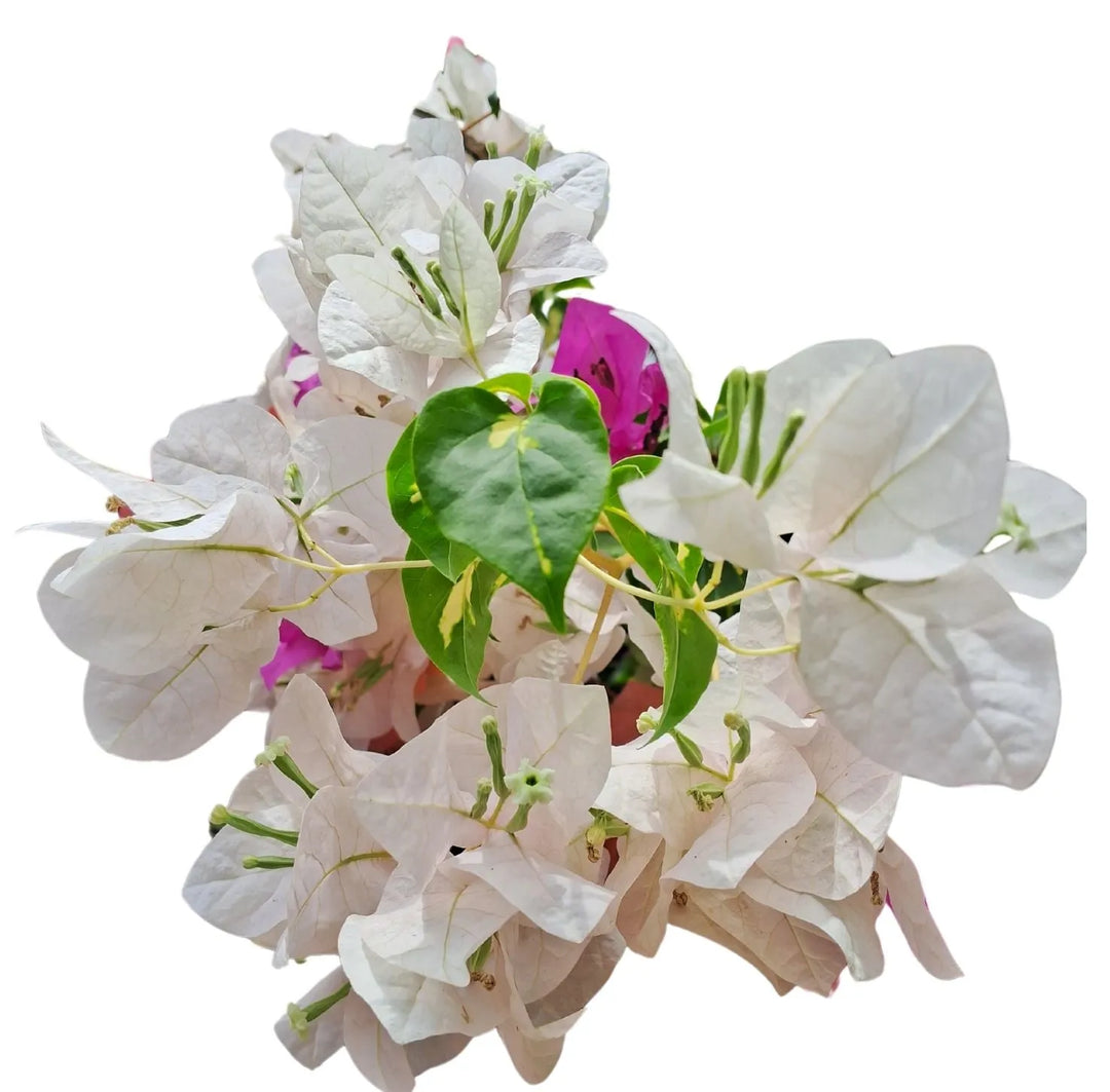 Bouganvillea Californiana 70 cm | Fioritura Multicolore - i Giardini di Giulia  