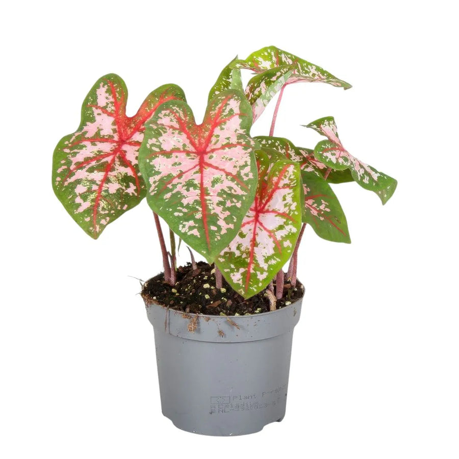 Caladium Carolyn Whorton D. 13 CM - i Giardini di Giulia  