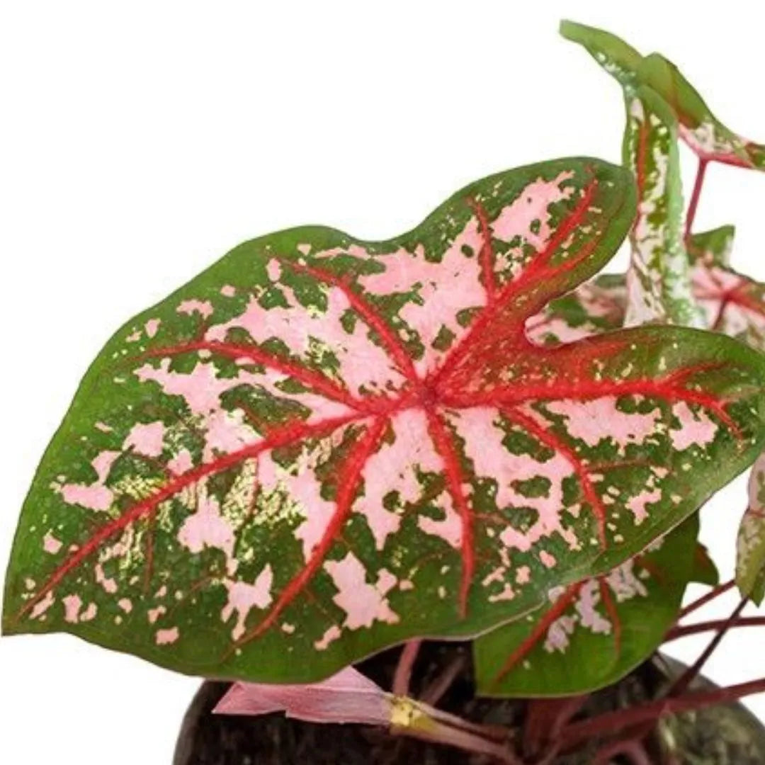 Caladium Carolyn Whorton D. 13 CM - i Giardini di Giulia  