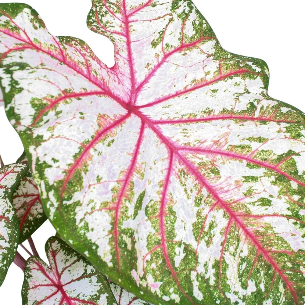 Foglia Caladium Tapestry con venature rosa acceso e margini verdi, vista ravvicinata.
