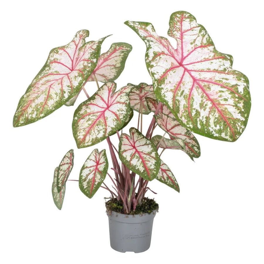 Pianta Caladium Tapestry in vaso da 13 cm, con foglie variegate verdi, bianche e rosa.
