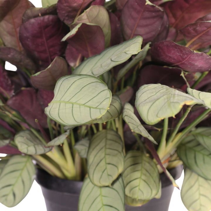 Calathea Marantaceae in vaso basket