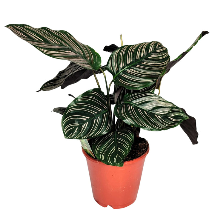 Calathea Ornata altezza pianta 45 cm - i Giardini di Giulia 
