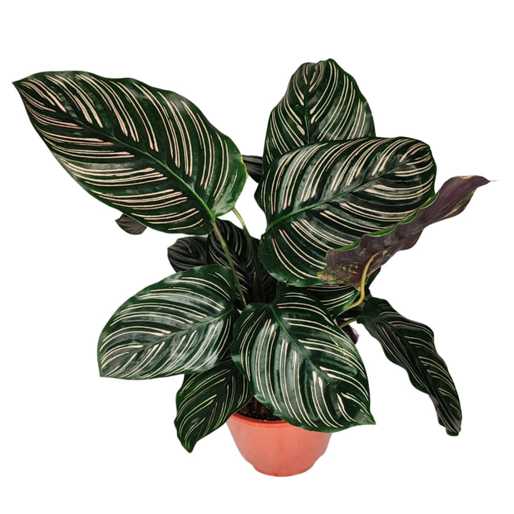 Calathea Ornata altezza pianta 45 cm diametro 14 cm - i Giardini di Giulia  