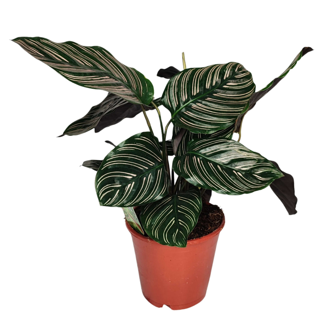 Calathea Ornata altezza pianta 45 cm diametro 14 cm