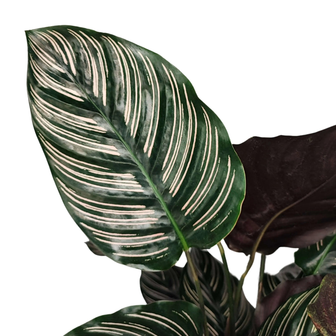 Calathea Ornata altezza pianta 45 cm diametro 14 cm - i Giardini di Giulia  