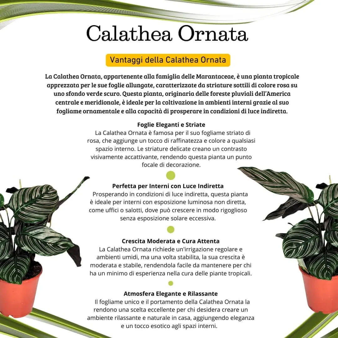 Calathea Ornata altezza pianta 45 cm diametro 14 cm - i Giardini di Giulia  