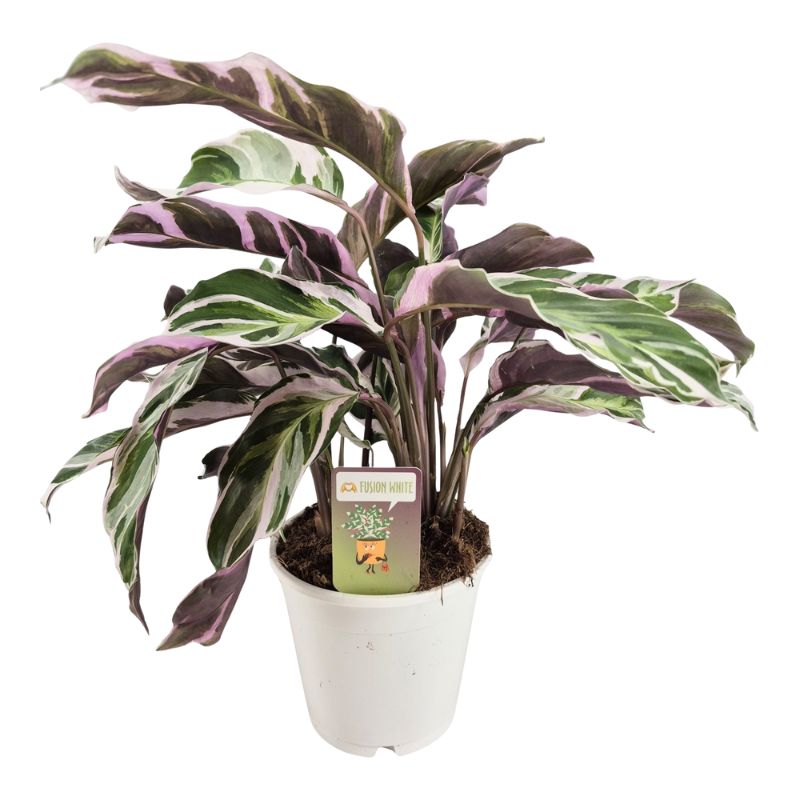 immagine mostra una pianta con foglie con variegatura bianca 