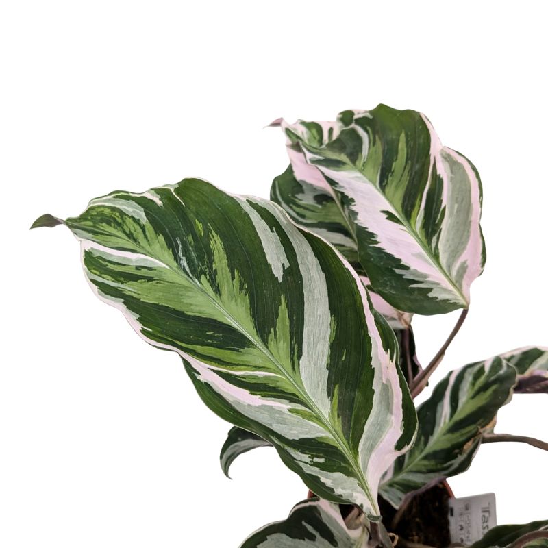 dettaglio delle foglie della pianta 