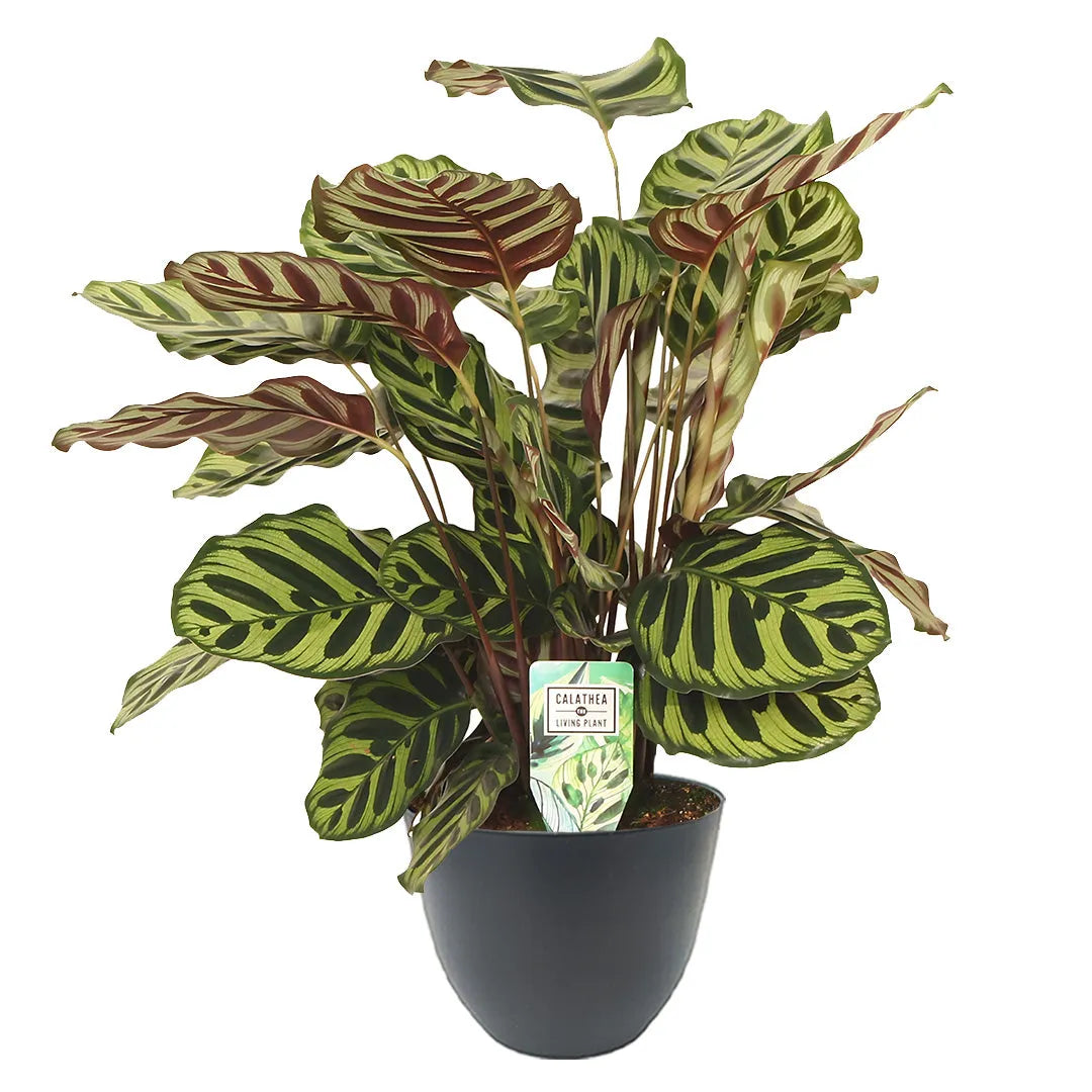 Calathea Makoyana in vaso antracite - Pianta da appartamento elegante e purificante